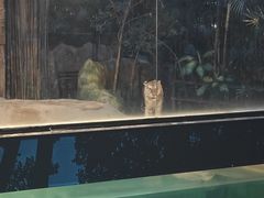 -清迈夜间动物园