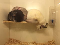 -龙猫仔乐园(惠福东路店)