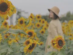 景点-金卉庄园