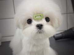 -BABIT巴比特宠物(MOMOPARK店)