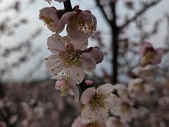 -庹血旺(邑新大道店)