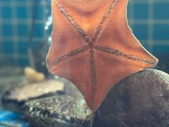 -日丰园海肠水饺·老字号大连海鲜(小平岛总店)