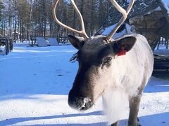 -北极村旅游风景区