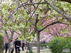 -西安青龙寺遗址景区