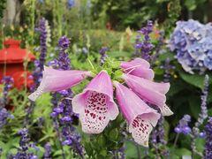 -深圳国际园林花卉博览园