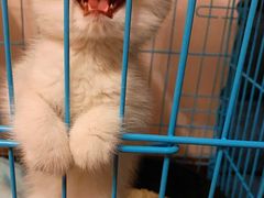 -1013 PET SHOP 宠物商店(近铁城市广场店)