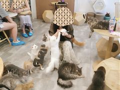 -楼上猫咖(罗湖店)