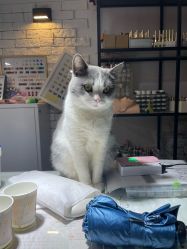 -ChuLian初莲日式美甲美睫