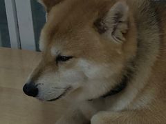 -是阿柴呀！柴犬咖啡·爱喵喵猫咖