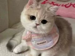 -猫十亿·布偶金渐层·曼基康矮脚猫舍(青年路店)