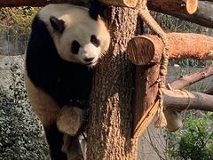-成都大熊猫繁育研究基地