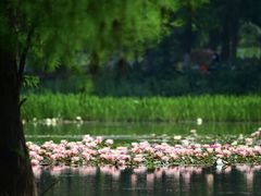 -白鹭湾湿地公园