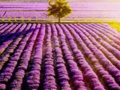 -北京东方普罗旺斯薰衣草庄园