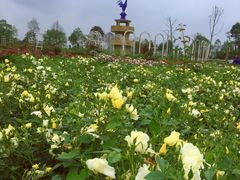 -都江堰玫瑰花溪谷