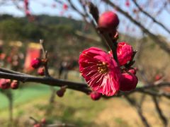 -香雪海