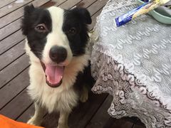 -翊宠yipet猫狗购宠庄园犬舍•猫舍