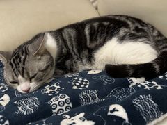 -袖虎·猫馆(体育西路店)