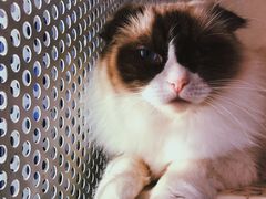 -喵喵咪呀布偶猫咖(春熙路店)