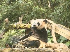 -广州长隆野生动物世界