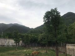 -西安秦岭野生动物园