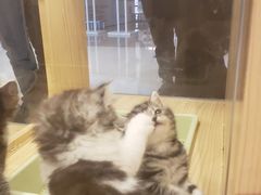 -屋虎猫馆(宝安大仟里店)