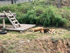 -石家庄市动物园