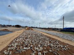 -尼甘布海鲜市场