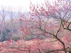 -梅花山(明孝陵内)