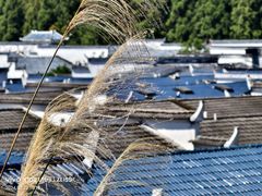 -井冈山风景名胜区