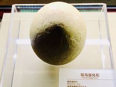 -宁夏博物馆