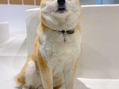 -柴务处·柴犬主题狗咖