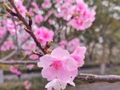 -顾村公园