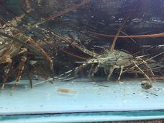 -班赞海鲜市场胖阿姨加工点