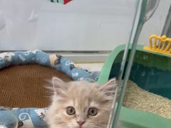 -糯米喵星人总部直营旗舰店·猫舍·幼猫出售