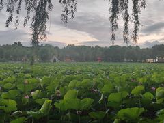 -长春市南湖公园