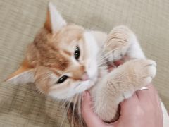 -逗柴咖啡屋·狗咖猫咖宠物桌游