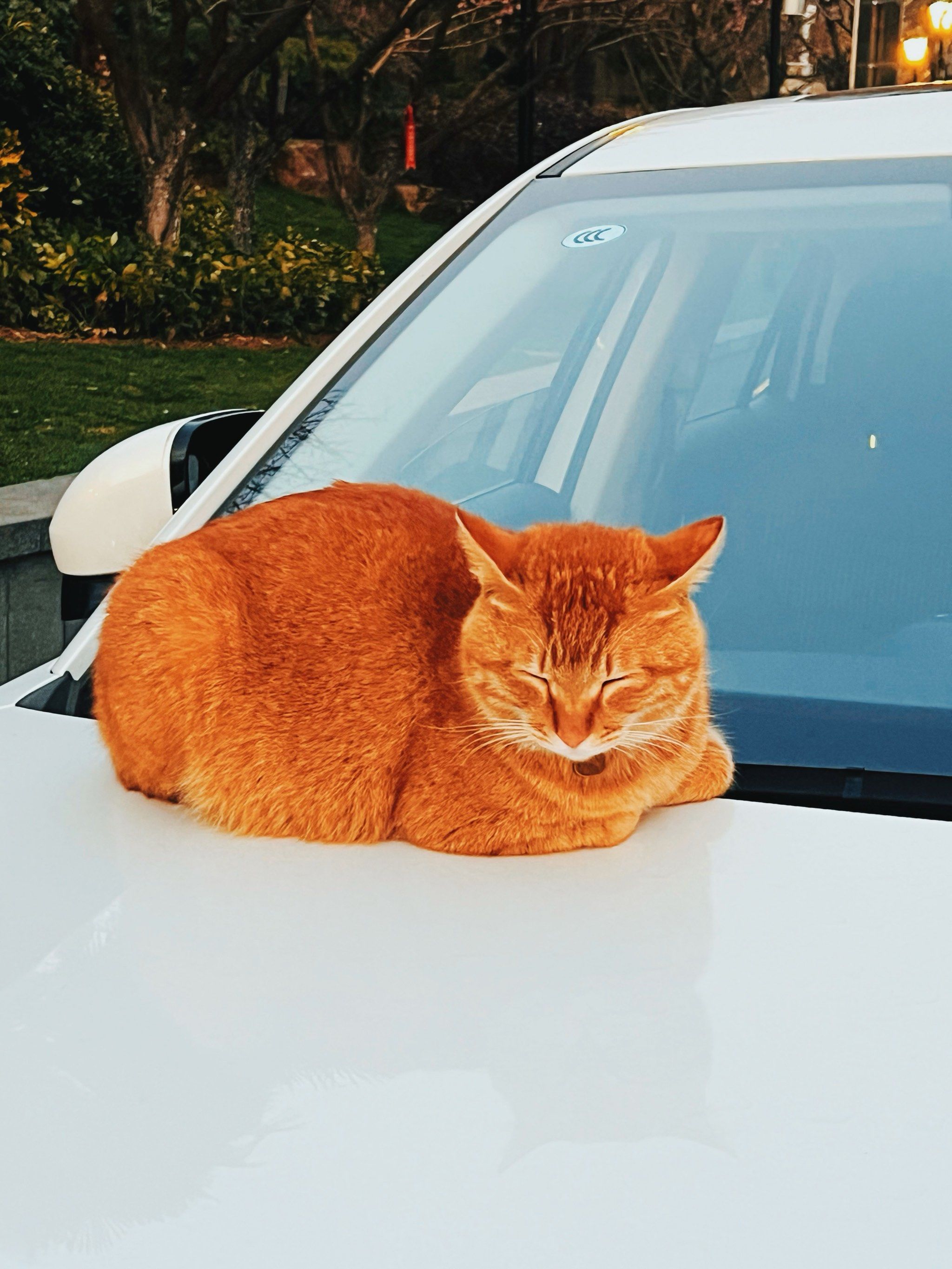 网红大橘猫