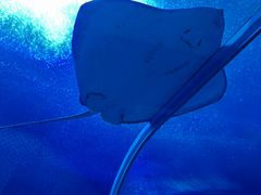 -珠海长隆海洋王国
