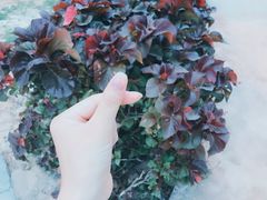 -涠洲岛-圣母堂