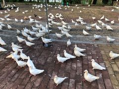 -飞来湖湿地公园