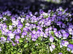 -上海安亭别墅花园酒店