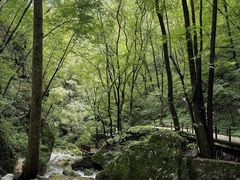 -牛背梁国家森林公园