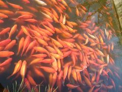 -西湖外事游船(花港观鱼码头)