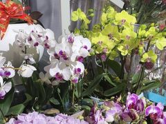 -岁宝Shirble plaza(景田店)