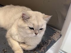 -关爱宠物医院·猫科中心·消化科(滨湖万达分院)