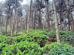 -铁山坪森林公园