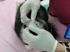 -北京观赏动物医院·24小时大型综合·猫专科·异宠专科