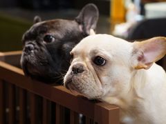 -more than meow吴止猫主题餐厅(承德 中船汇店)