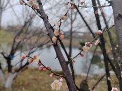 -洋湖国家湿地公园