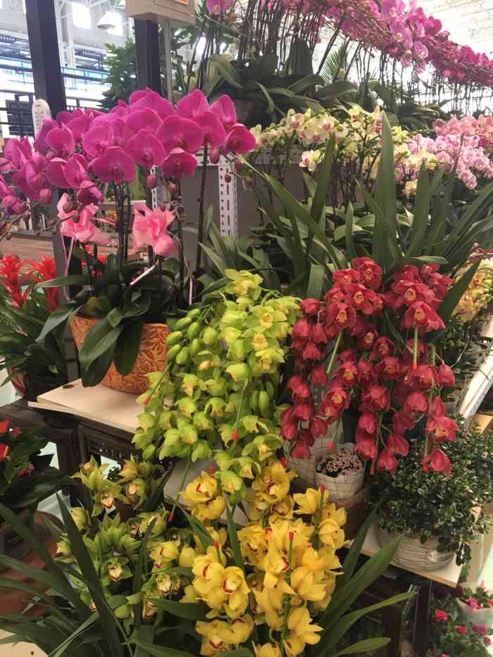 蟹岛国际花卉-"蟹岛里新开业的花卉市场,里面很宽敞,环境.